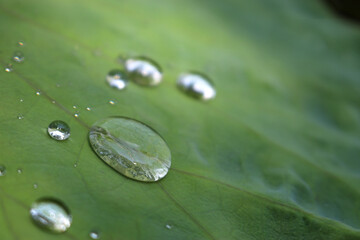 Water droplets on Lotus leaf