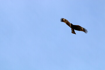 Birds in the sky over the Mediterranean Sea.