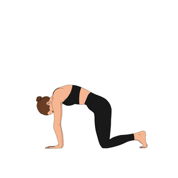 PNG Marjariasana / The Cat (Cow) Pose 1. The beautiful woman practicing yoga without background. The cartoon illustration painting poster of human doing basic asana.