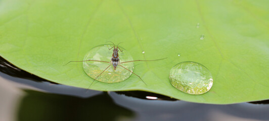 Water drop on lotus leaf