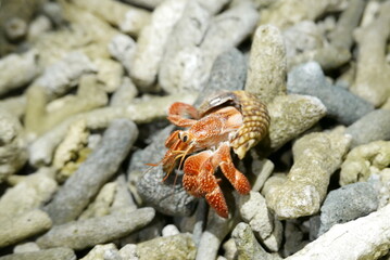 Uninhabited island JEEP island in Chuuk, Micronesia. Here is the world's greatest wreck diving destination.Uninhabited island Fonom island in Chuuk, Micronesia. Here is the world's greatest wreck divi