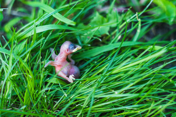 Obraz premium Close-up of dead bird with fallen nest