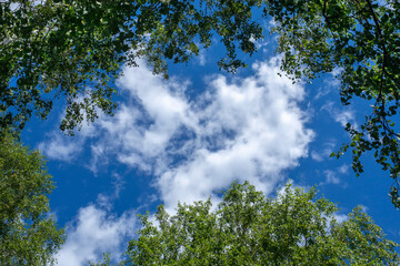 Obraz premium Blue sky and white clouds framed by tree branches with green foliage. Bottom view.