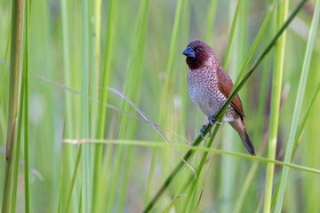 Spotted munia standing in the grass