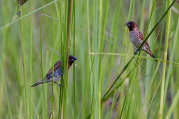 Spotted munia standing in the grass