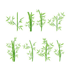 Bamboo. A set of fragments. Leaves and stem. Color vector