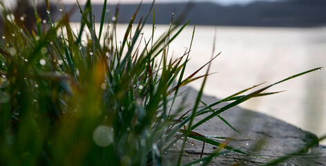 Morning autumn dew on the grass close up
