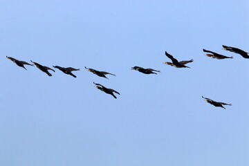 Birds in the sky over the Mediterranean Sea.