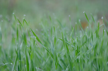 Morning autumn dew on the grass close up