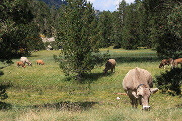 vacas pastando en libertad en las montañas