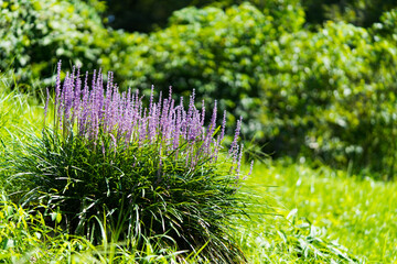 Liliope Muscari flowers in the garden