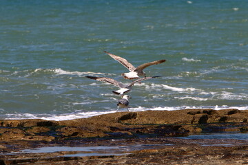 Birds in the sky over the Mediterranean Sea.
