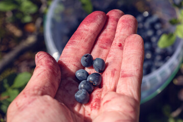 Bilberries (wild forest blueberries) in the hand.