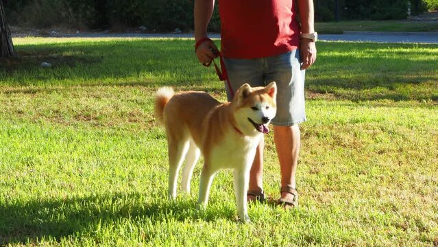 A large red dog walks in the park with the owner. Akita Inu carefully looks at some object or subject and walks to the side.