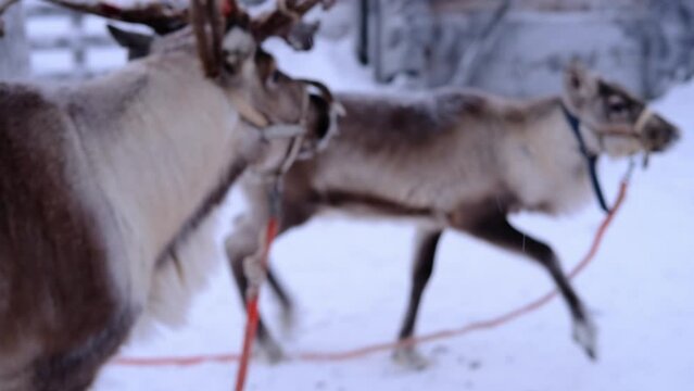 Reindeer with magnificent antlers in harness on deer farm in Lapland, winter landscape on dark polar day, blue twilight, eco-tourism, traditional northern animal husbandry above the Arctic Circle