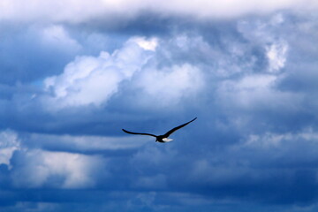 Birds in the sky over the Mediterranean Sea.
