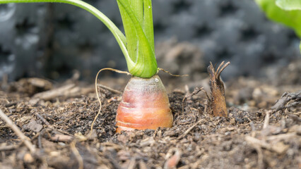 Eine frische gesunde bio Karotte wächst im Hochbeet im eigenen Garten