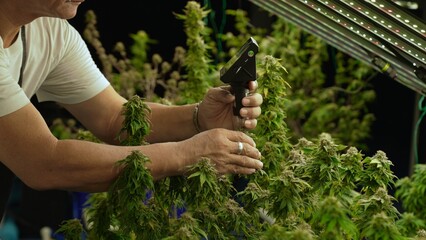 Cannabis farmer use microscope to analyze CBD in curative cannabis farm before harvesting to...