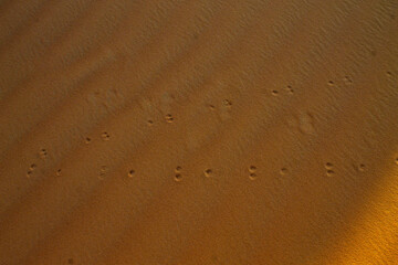 Empreintes de pattes d'animaux dans le désert