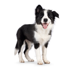Super adorable typical black with white Border Colie dog pup, standing up side ways. Looking towards camera with the sweetest eyes. Pink tongue out panting. Isolated on a white background.