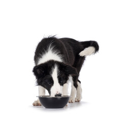 Super adorable typical black with white Border Colie dog pup, standing facing front, eating or...