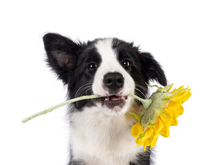 Head shot of super adorable typical black with white Border Colie dog pup, holding fake sunflower inbetween teeth. Looking towards camera with the sweetest eyes.  Isolated on a white background.