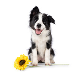 Super adorable typical black with white Border Colie dog pup, sitting up facing front with fake sunflower. Looking towards camera with the sweetest eyes. Pink tongue out panting. Isolated on a white b