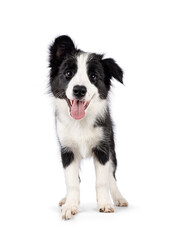 Super adorable typical black with white Border Colie dog pup, standing up facing front. Looking towards camera with the sweetest eyes. Pink tongue out panting. Isolated on a white background.