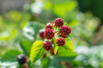 Blackberry - a fruit shrub that grows wild and is cultivated in gardens.