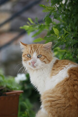 Orange White Cat Stands in Front of Green Leafy Plants