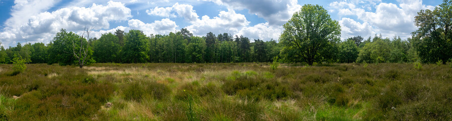 Panorama photo of a beautiful green heath landscape with white clouds and blue sky
