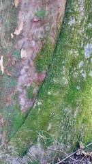 木の幹に生えた苔