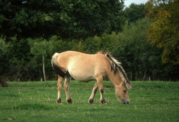 Obraz na płótnie Canvas Cheval de Przewalski, Equus przewalski, Causse Méjean , Parc naturel régional des grands causses , 48