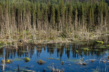 Réserve des Laurentides, Quebec, Canada