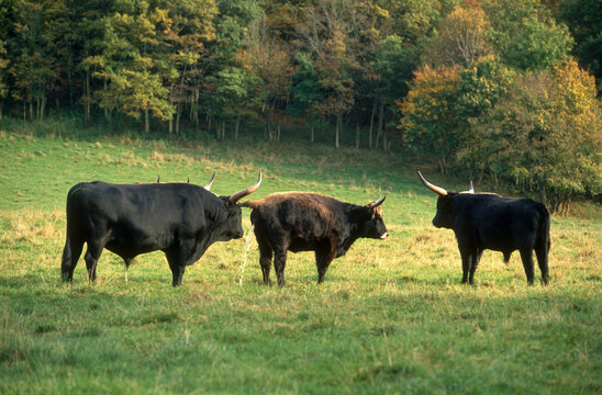 Taureau, Auroch, bos primigenius, R&eacute;serve Hans sur Lesse, Belgique