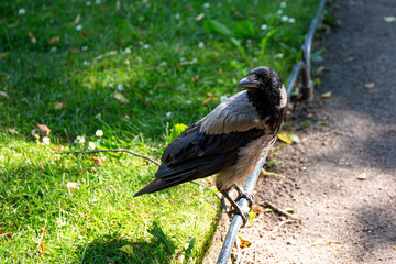 Gray crow sits on a fence in the park