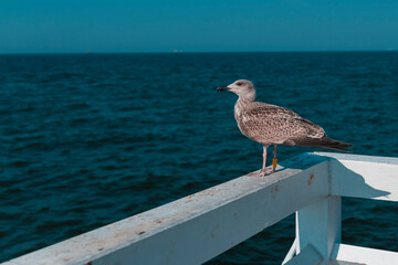 seagull on the background of the sea