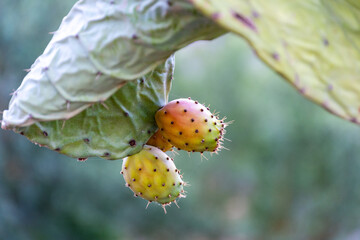 Close up prickly pear cactus fruit