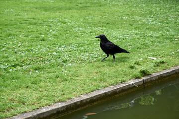Close-up of ravens in the grass