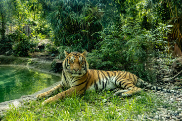 tigre siberiana - obrazy, fototapety, plakaty