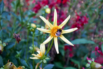 Close-up of a yellow star-shaped flower with a bumblebee