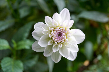 Close-up of a beautiful white round flower 