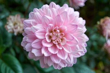 Close-up of a beautiful pink flower