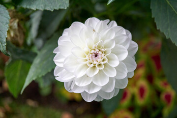 Close-up of a beautiful white round flower 
