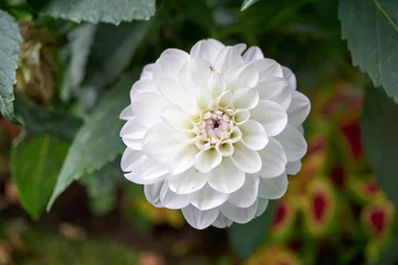 Foto op Plexiglas Close-up of a beautiful white round flower  © creativcontent