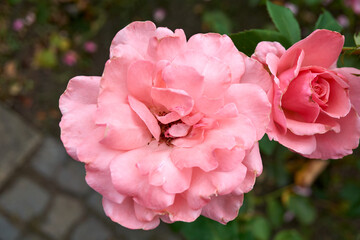 Close-up of a light pink rose blossom 
