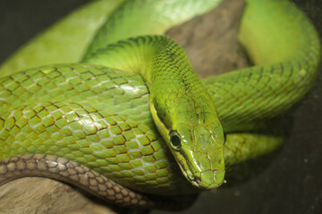 Green snake on the rock, dangerous for people