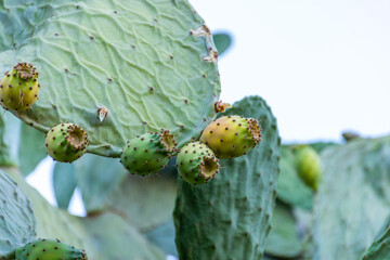 Close up prickly pear cactus fruit