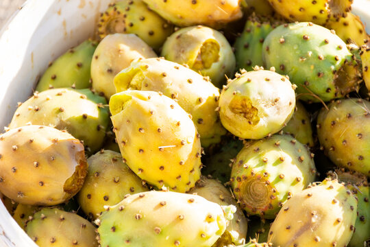 Close Up Cactus Fruit