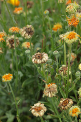 Colorful withered marigold blossoms (Calendula officinalis) and seeds in fall.